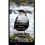 Are Your Days Ending in Stress?! BirdScape.pro Radio May Be Your Answer.